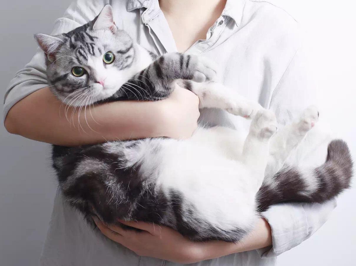 猫嗅?嗅猫!(草稿)